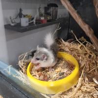 Minighiro africano cuccioli