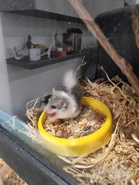 Minighiro africano cuccioli