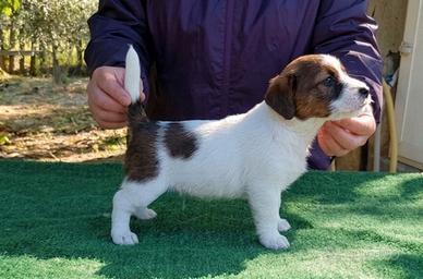 Jack russel terrier