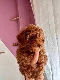 Barboncino red da genitori toy con test genetici