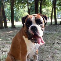 Boxer maschio vuole accoppiarsi