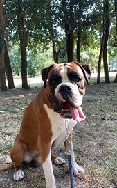 Boxer maschio vuole accoppiarsi
