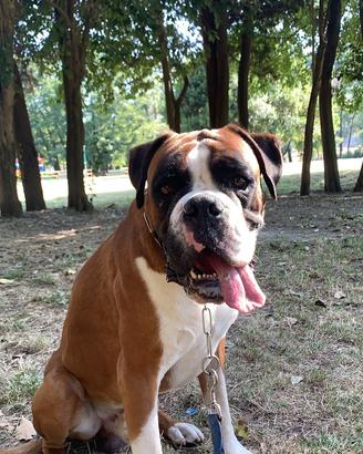 Boxer maschio vuole accoppiarsi