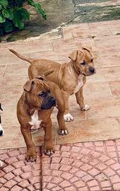 Cuccioli di American Pitbull Terrier