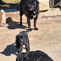 ? Splendida Cucciola di Cane Corso - Total Black