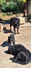 ? Splendida Cucciola di Cane Corso - Total Black