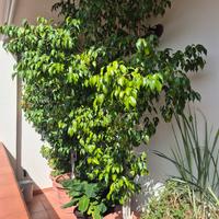 Ficus Benjamin  2,50 mt
