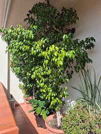 Ficus Benjamin  2,50 mt