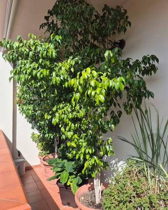 Ficus Benjamin  2,50 mt