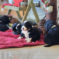 Cuccioli per nuovi padroncini