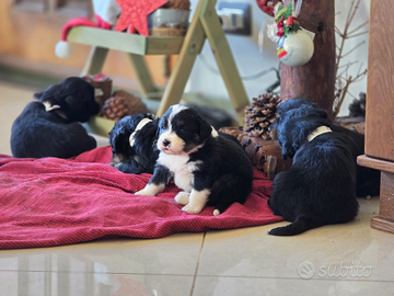 Cuccioli per nuovi padroncini