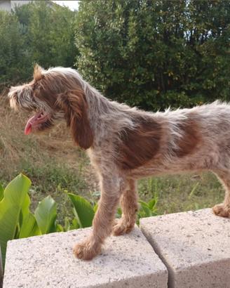 Cuccioli Spinone Italiano Maschi