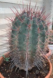 Gardencactusdisicilia Ferocactus stainesii