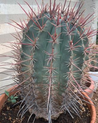 Gardencactusdisicilia Ferocactus stainesii