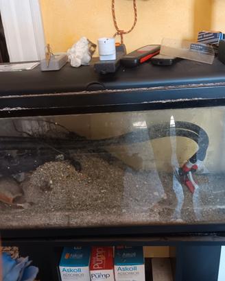 acquario per pesci