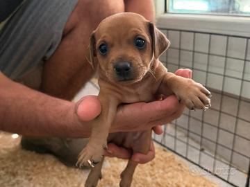 Pinscher