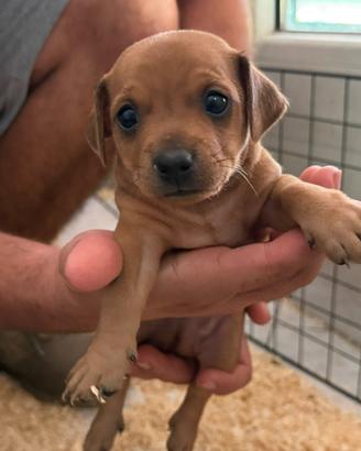 Pinscher