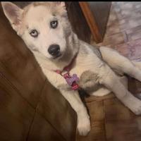 Siberian hasky