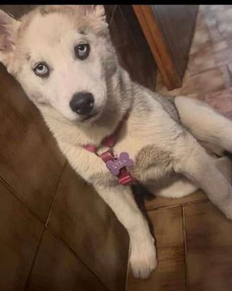 Siberian hasky