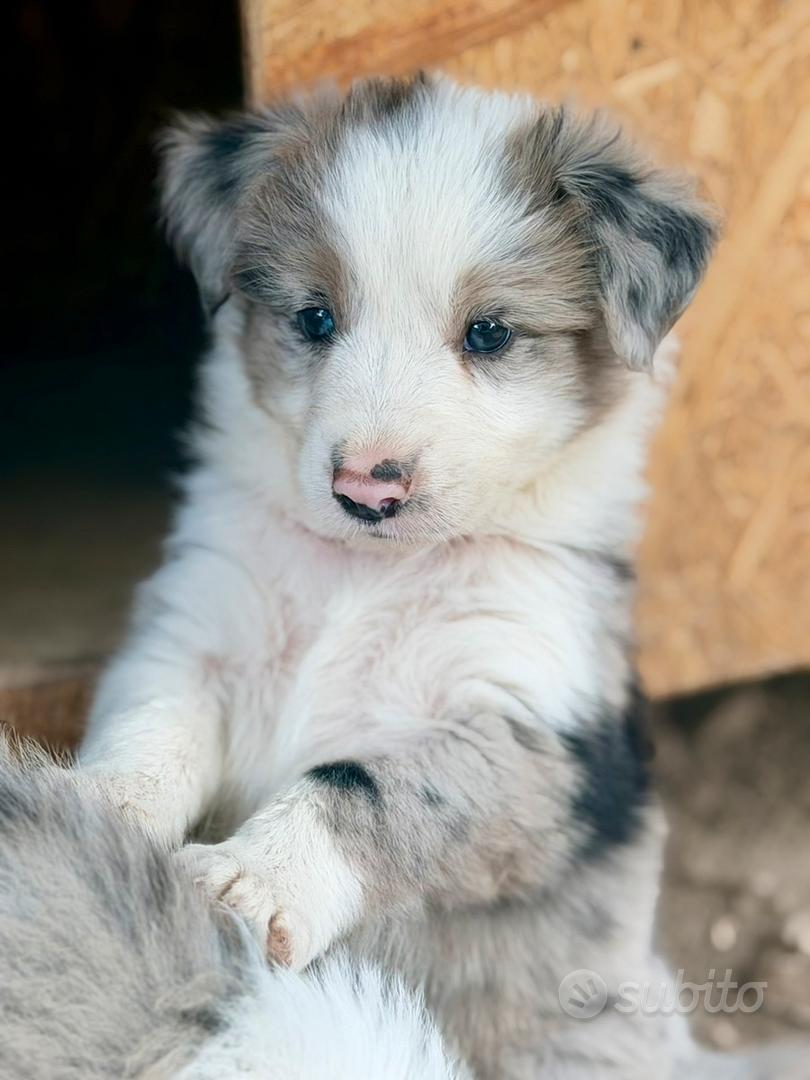Cuccioli border collie - Animali In vendita a Foggia