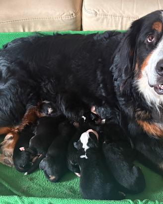 Cuccioli di Bovaro del bernese