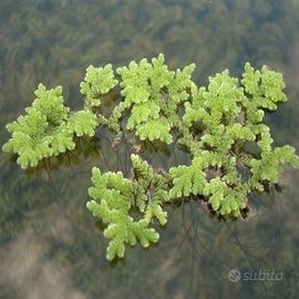Azolla caroliniana - pianta galleggiante