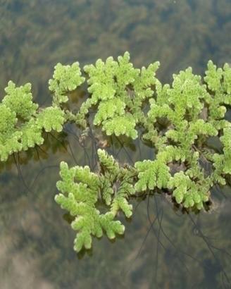 Azolla caroliniana - pianta galleggiante