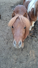 Pony maschio intero