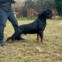 Rottweiler cuccioli 2 mesi