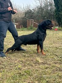 Rottweiler cuccioli 2 mesi