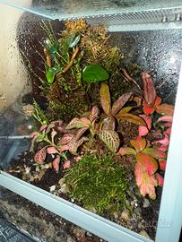 Terrario