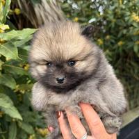 Spitz pomerania mini toy