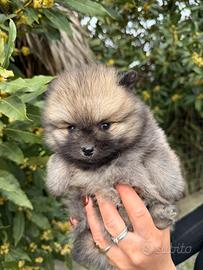 Spitz pomerania mini toy