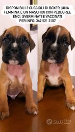 Cuccioli di boxer con pedigree