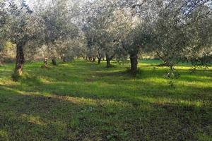 Rif.AA-T06| terreno agricolo gavorrano