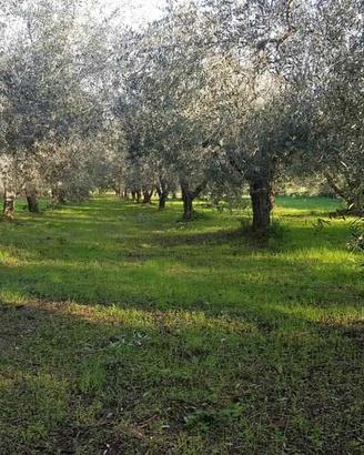 Rif.AA-T06| terreno agricolo gavorrano