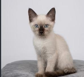 Gattini siamesi