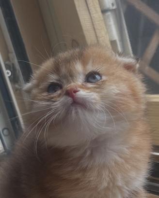 Scottish fold e straigth