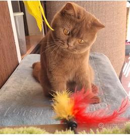 british shorthair 