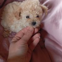 Barboncino mini Toy da borsetta schampagn