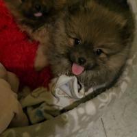 Spitz della pomerania, cuccioli piccolissimi
