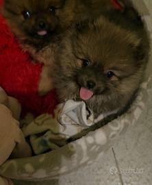 Spitz della pomerania, cuccioli piccolissimi