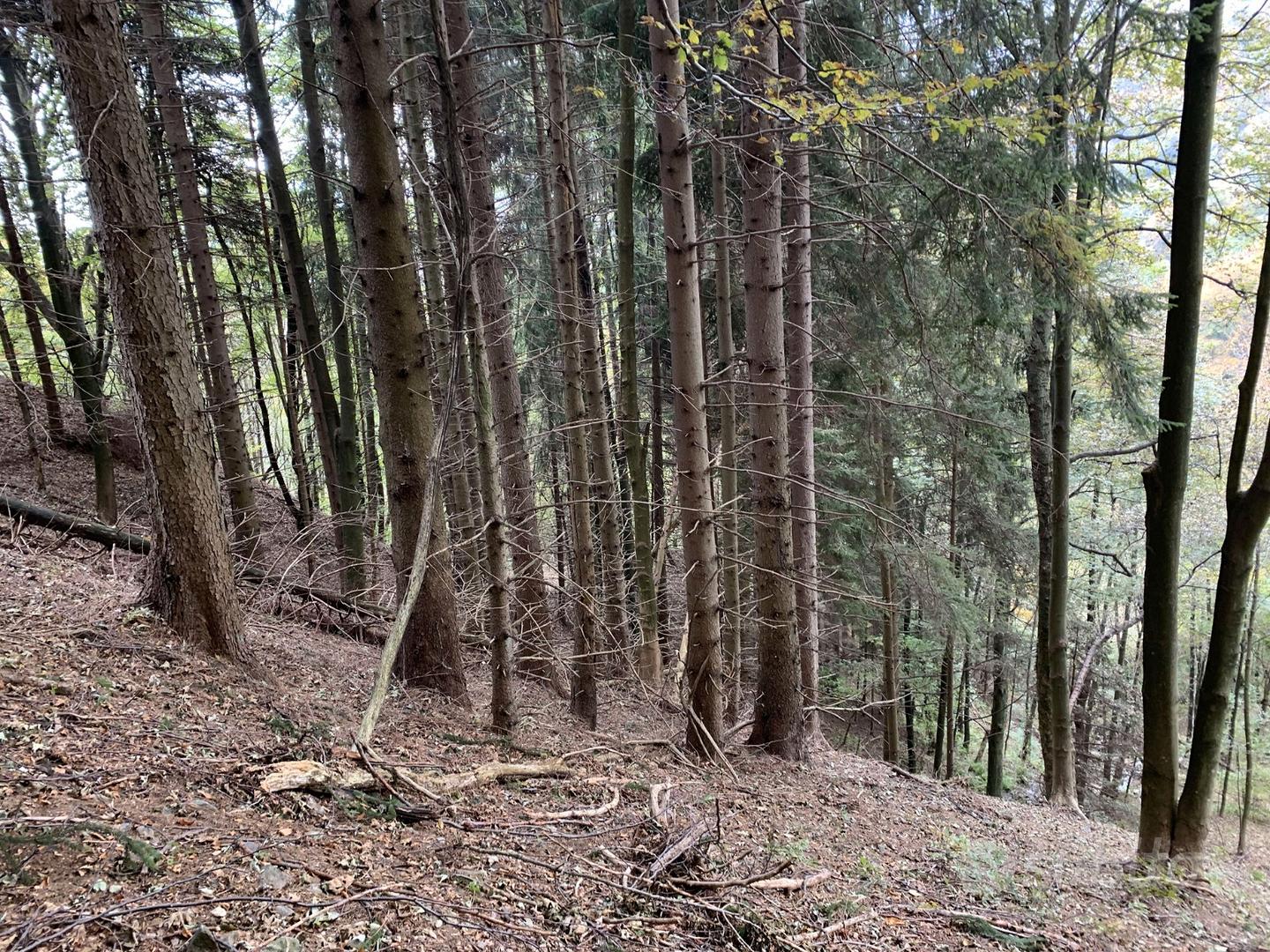 Baita con terreno, Quarna Sotto, Lago d'Orta - Vista 4