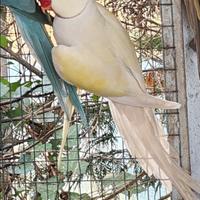 Coppia collari M pallid tourquaise blu F viola edg