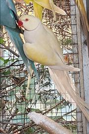 Coppia collari M pallid tourquaise blu F viola edg