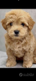 Maltipoo