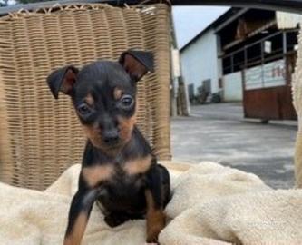Pinscher toy maschietti