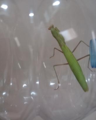 Mantide Religiosa Verde Brillante