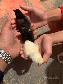 Cemani pulcina