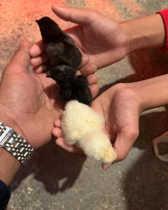 Cemani pulcina